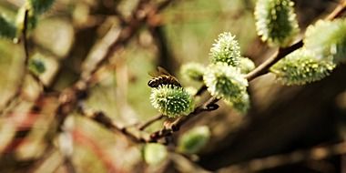 spring messengers