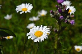 chamomile flower in the spring meadow