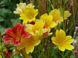 burgundy and yellow salpiglossis in the garden