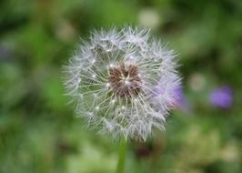 Beautiful white dandelion on the meadow in summer