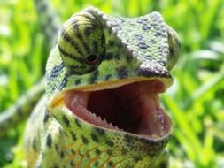 green round-eyed chameleon in the wild