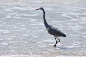 wild bird on the Benaulim beach, India