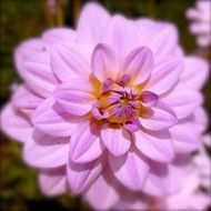 purple dahlia flower close-up