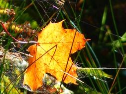 yellow maple leaf lies on green grass