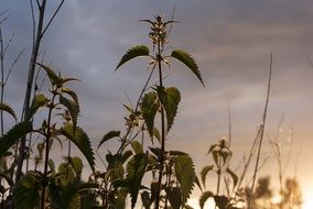 green nettle on sunset background