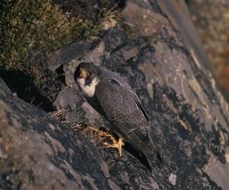 bird falcon on the rock