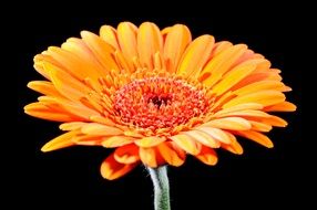 orange gerbera in black background