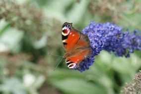 Close-up of a beautiful and colorful, patterned butterfly on the beautiful wild purple blossoms