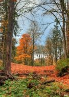 Orange leaves in autumn
