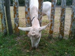 farm goat behind the fence