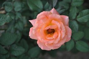 picture of the pink and orange flower