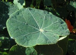 green leaf with dew drop