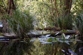 water plants at edge of the pond