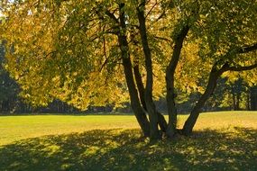 charming tree cherry