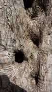 olive tree trunk in Mallorca