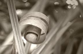 black and white photo of a twisted leaf of grass