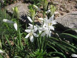 magnificent mountain flowers