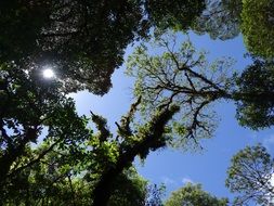 Tropic trees in the forest