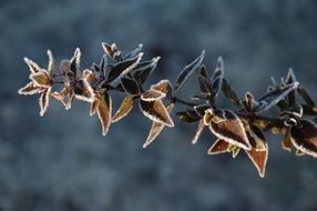 branch of a plant in the frost