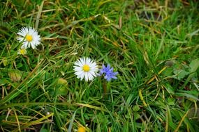 daisy flower blossom in the meadow