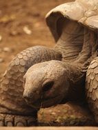 turtle head portrait