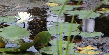 Plants on the pond