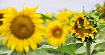 sunflowers in blurred background