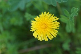 yellow dandelion macro view