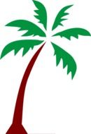 Picture of palm tree