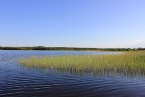green reed thickets in blue water