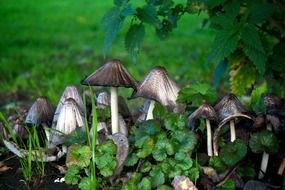 poisonous mushrooms with hats down