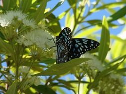 Picture of dotted butterfly