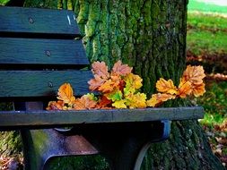 maple branch on the bench