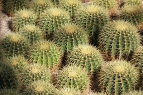 many small prickly cacti