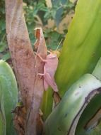 lobster grasshopper on a plant close-up