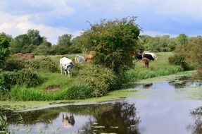 grazing cows in a meadow along the river
