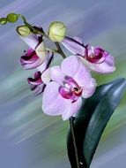 Orchid flowers on a stalk with a green leaf