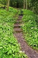 forest path and trees as a nature landscape