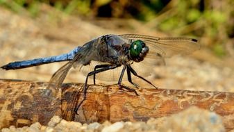 green-headed dragonfly closeup