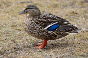 cute mallard duck