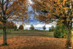 skies trees autumn