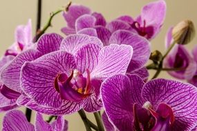 many bright pink orchids close-up