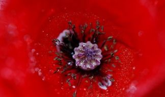 middle in red poppy closeup