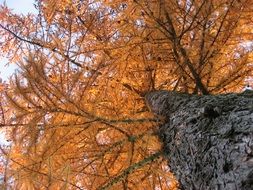 Orange tree in autumn