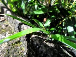 green grass on earth in the environment