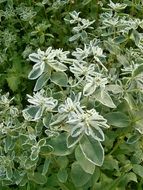 euphorbiaceae or euphorbia