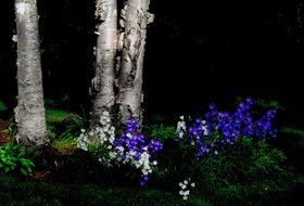 Blue and white flowers near the birch at night