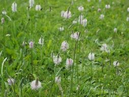 Plantago media or hoary plantain