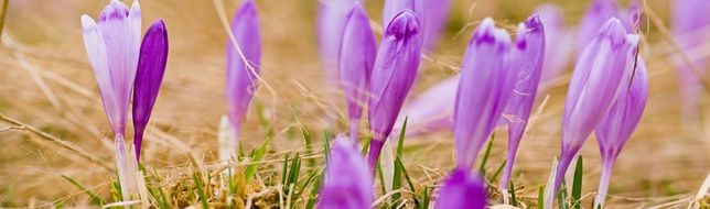 Purple crocus heuffelianus flowers