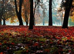 red foliage on ground in autumn